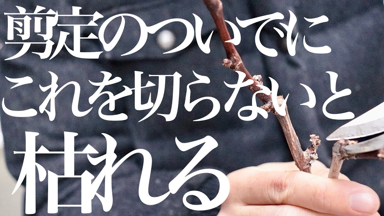 誰も教えてくれないが、剪定のついでに絶対しないと枯れること