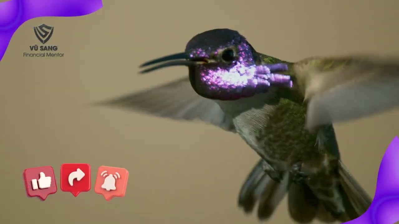 NHỮNG SUY TƯ VỀ TIỀN | VŨ SANG - FINANCIAL MENTOR