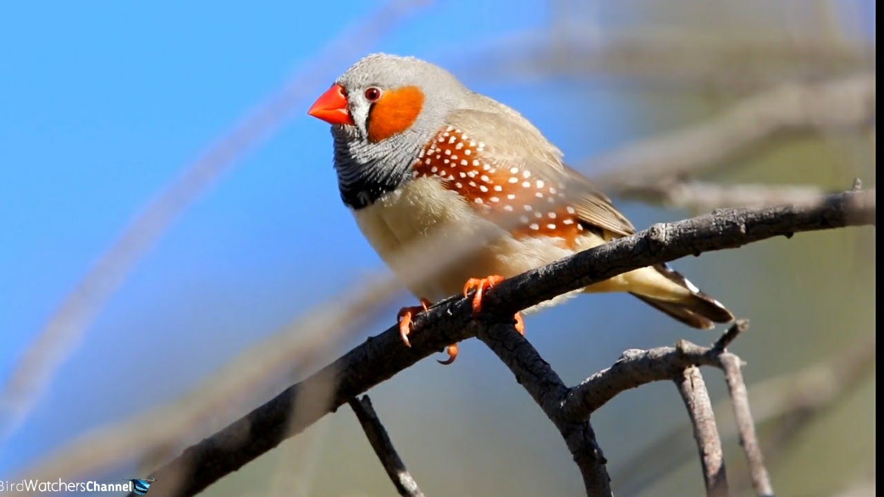 Zebra Finches in the wild Australia