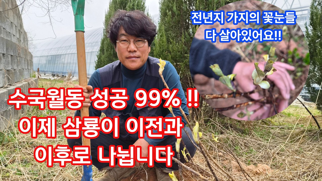 수국월동 초대박 성공방법! 삼룡이가 해냈습니다👍