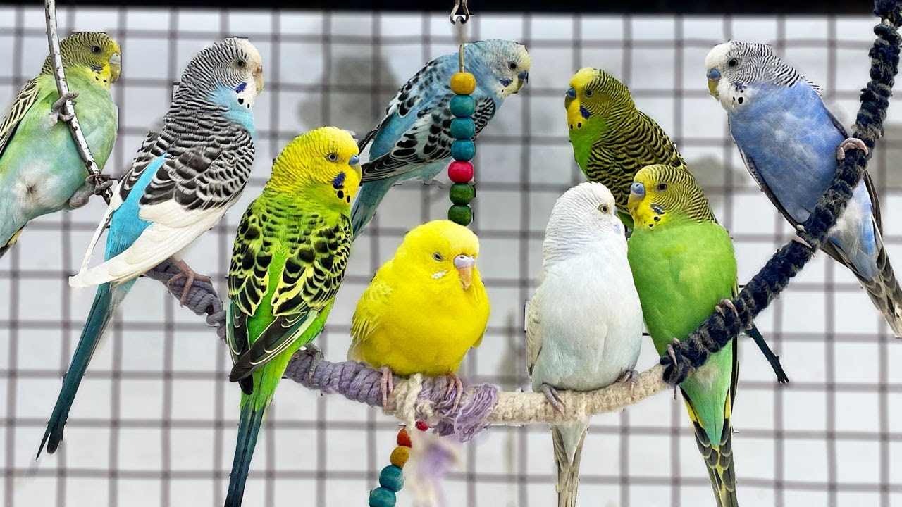 Adorable Happy Budgies 🐦💛 | Cute Sounds & Music