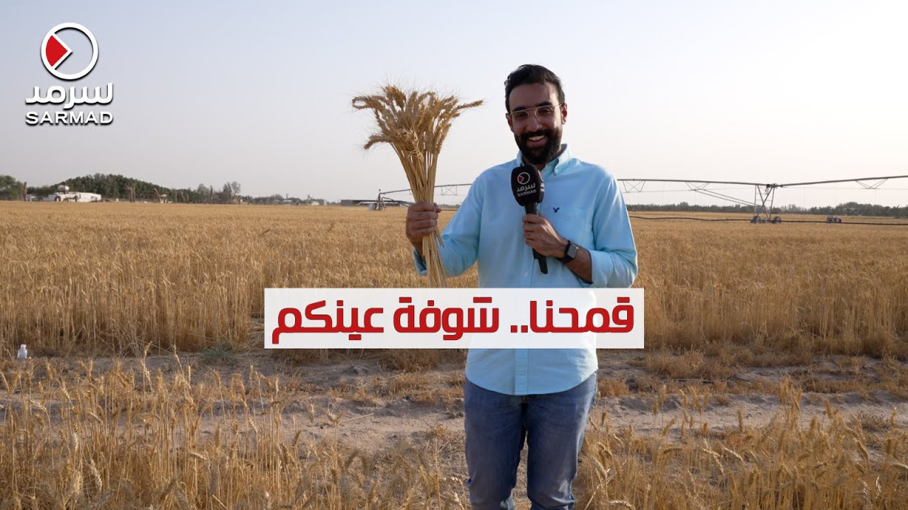 زراعة القمح في أرض الكويت ليست مستحيلة