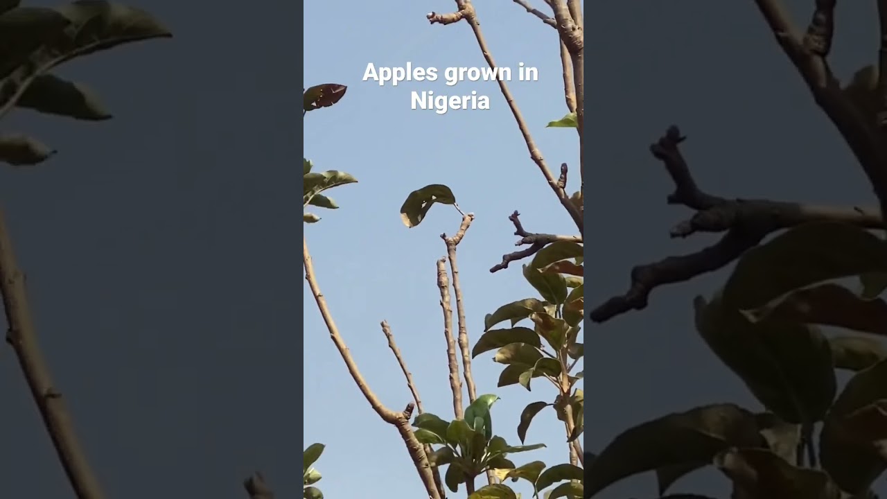 Apples grown in Nigeria? #travel #adventure #bigwillz #gembu #explore #mambilla #nigeria
