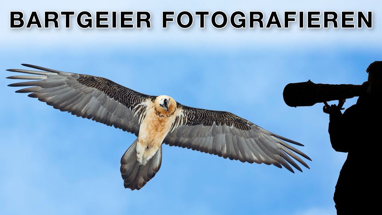 Vogelfotografie - Bartgeier in den Alpen fotografieren