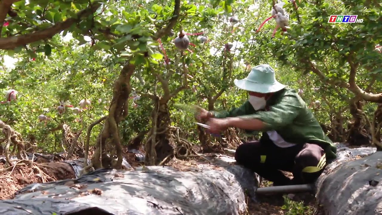 Mô hình trồng và chăm sóc cây linh sam núi