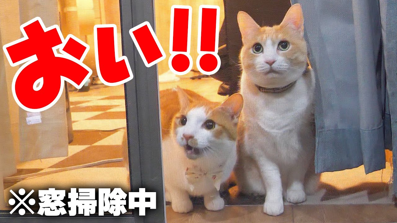 窓を掃除している飼い主に猫達から文句があるようです。