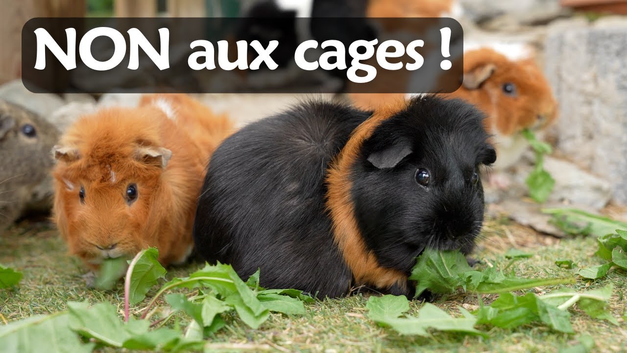Les COCHONS D'INDE meurent d'ennui dans les cages ! Offrez-leurs des parcs ou enclos