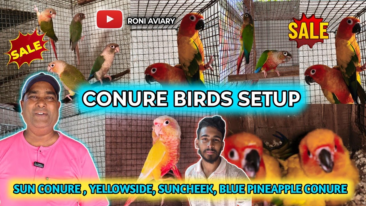 SUN CONURE ,PINEAPPLE ,YELLOWSIDE , SUNCHEEK BREEDING PROGRESS & SALE #cheapestprice #birds #viral 