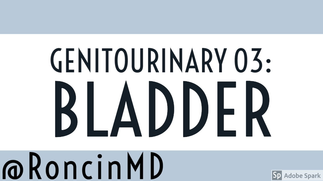 Slide Review: GU 03 - Bladder