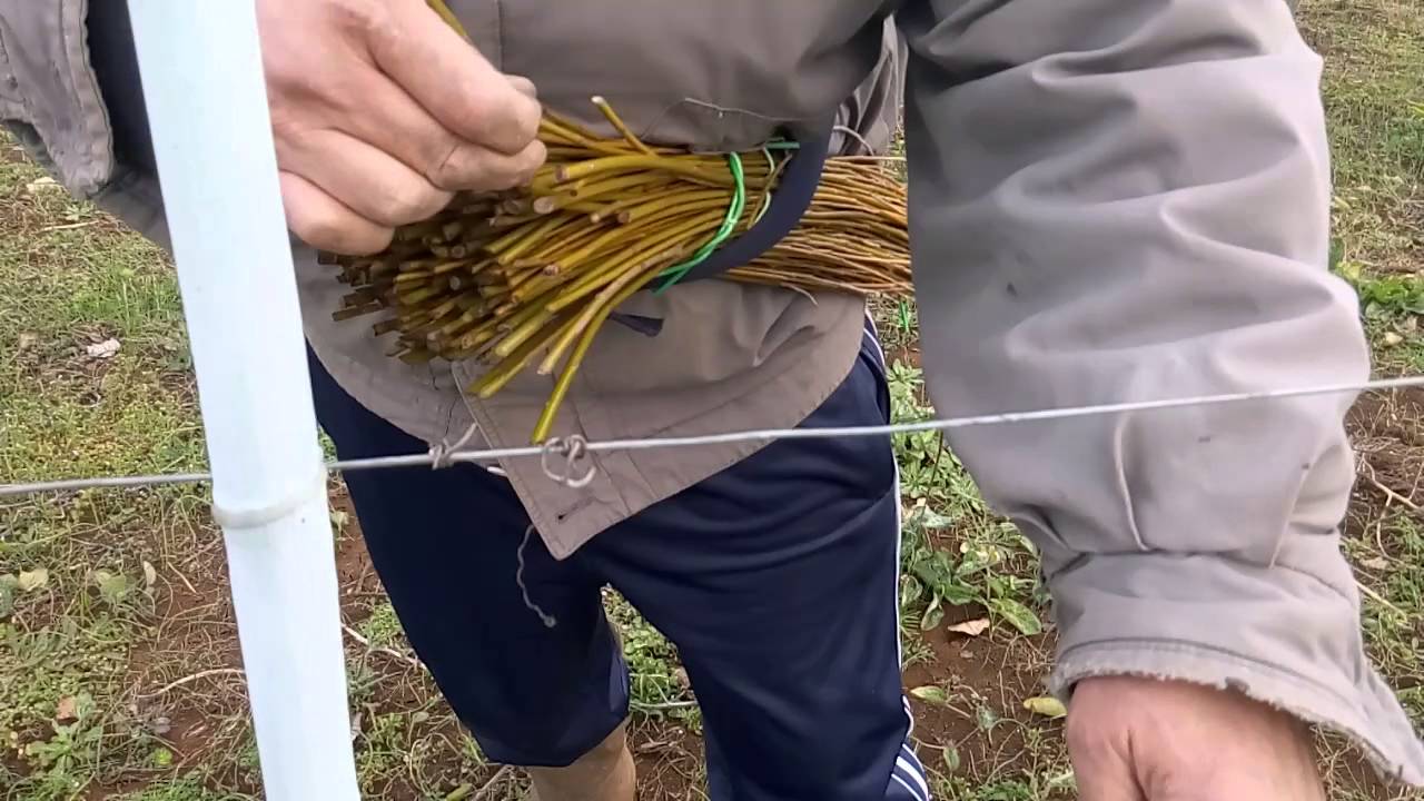 Vigna- Legatura Vite