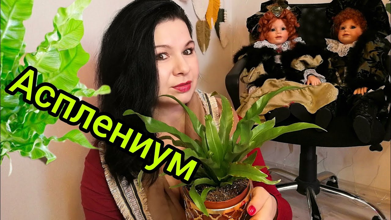 АСПЛЕНИУМ ВСЕ ЧТО НУЖНО ЗНАТЬ #цветы #растения #мотивация #влог #