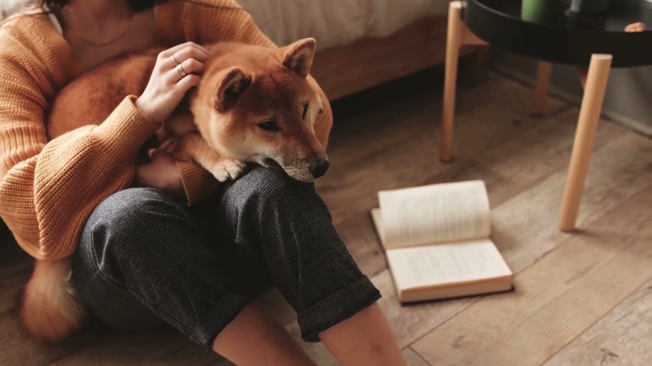 Chill Lofi Music for You & Your Dog 🐶📚 | Calm Study & Work Vibes (1 Hour)