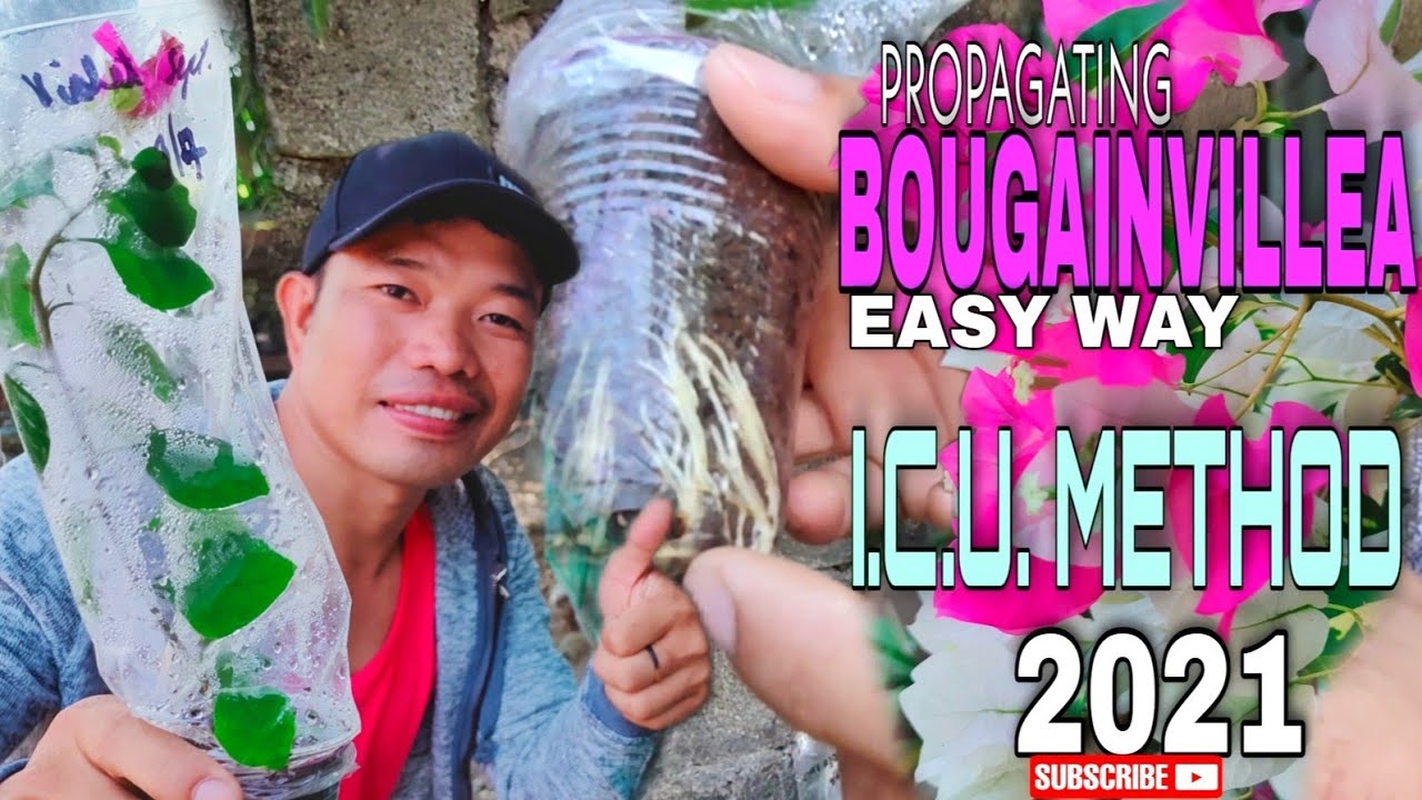 ICU METHOD | PROPAGATING BOUGAINVILLEA | PAANO NGA BA GAWIN?