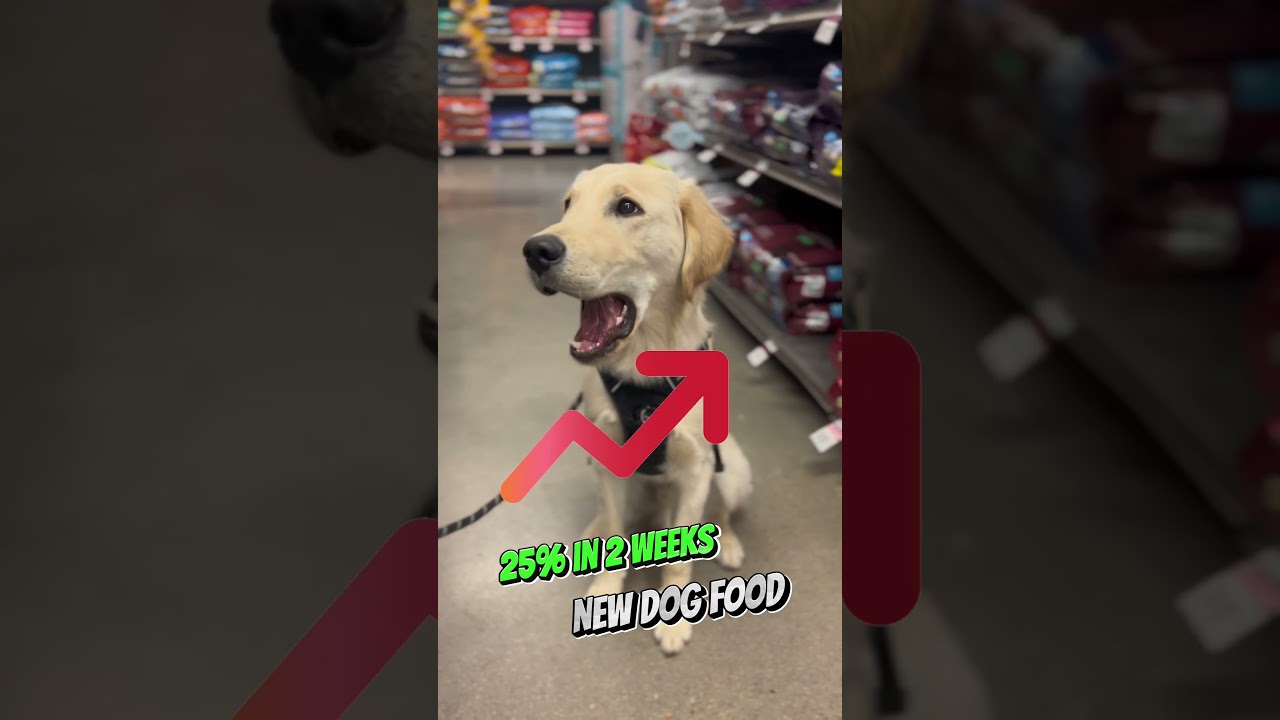 How to Switch Your Puppy to Adult Dog Food KNOWLEDGE BITE #15 