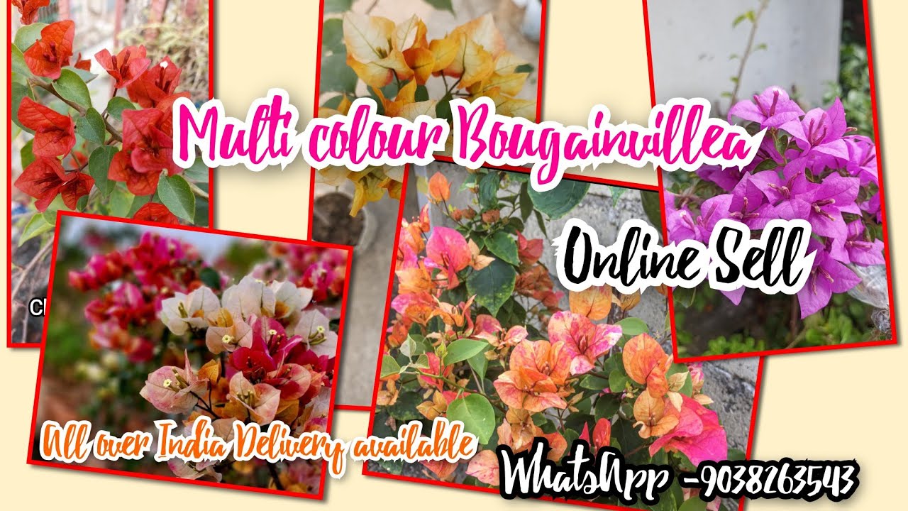 Bougainvillea online sell 