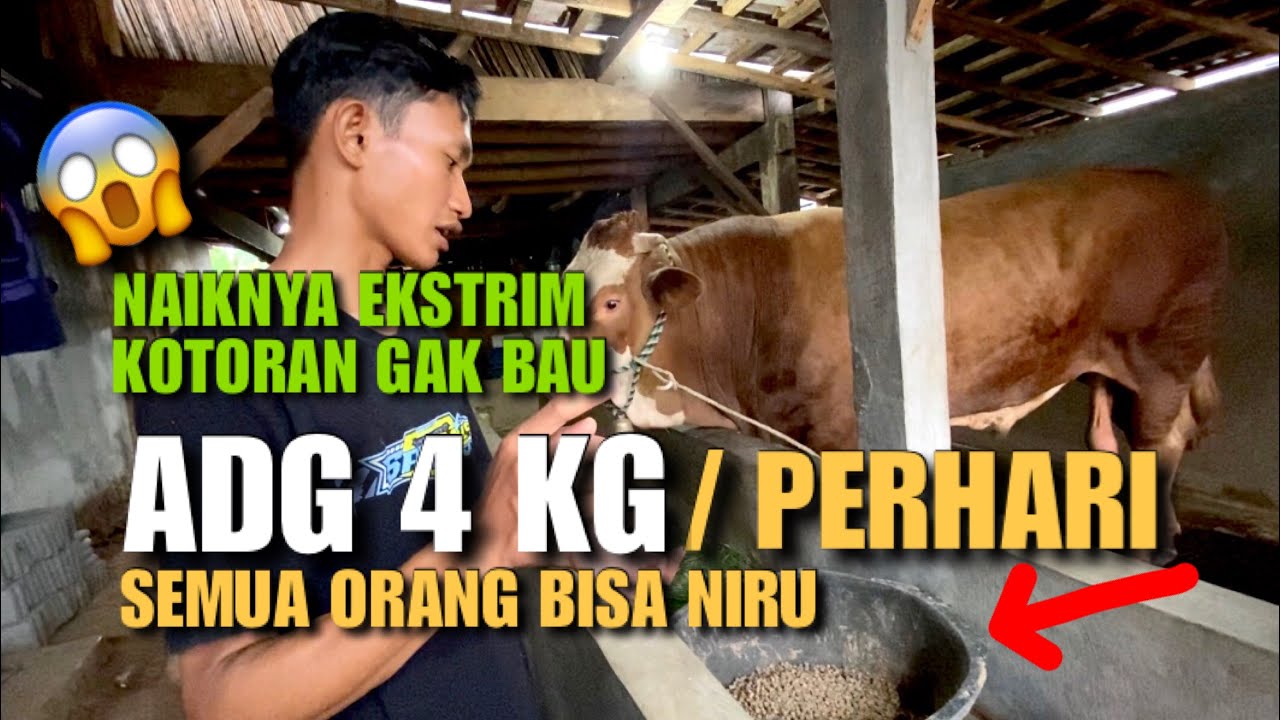 COMBORAN SAPI AJAIB❗️ADG KILAT, Semua Orang Bisa Niru