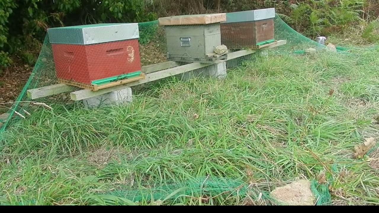 Filet à fraise contre le frelon asiatique économique méthode efficace pour déstresser vos abeilles