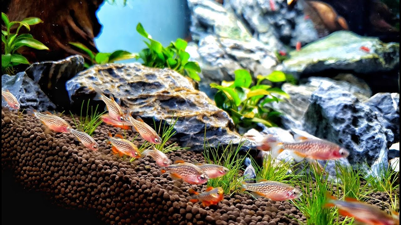 Aklimatyzacja naszych rybek - dwa sposoby (50xRazbora Galaxy, Kirysek CORYDORAS PUNCTATUS )