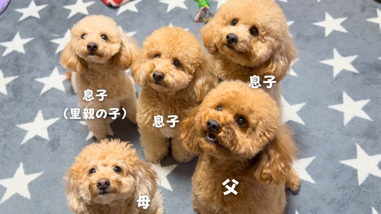里親に行った子供と久々に会ったら、元飼い主の声は届かなくなってた件【多頭飼い】