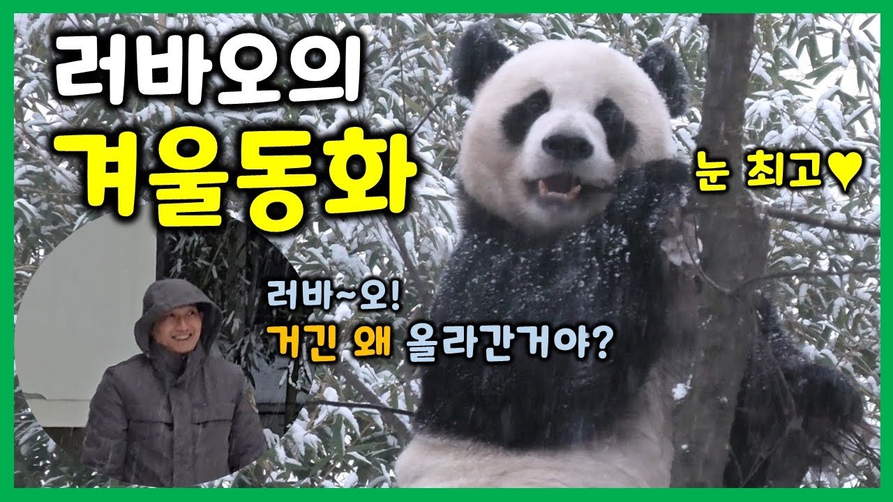 [에버랜드 판다월드] 러바오 + 눈 = LOVE 지🐼💕 | 러바오 X 송바오님 케미 | 눈 때문에 신나서 옆 나무 올라간 날