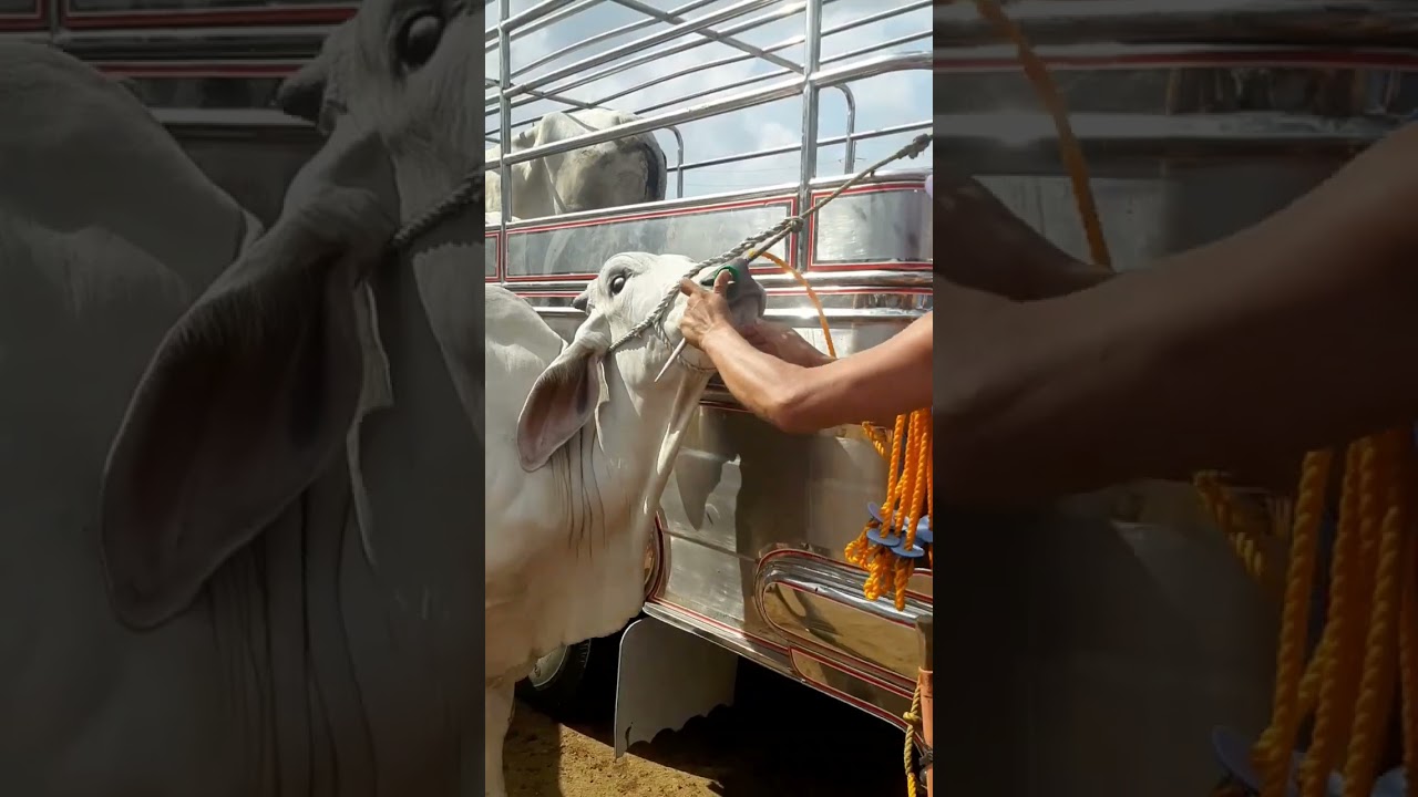 Smooth and easy to wear a rope on cow's nose/#shortsfeed #shortsviral  #shortvideo #highlights #fyp
