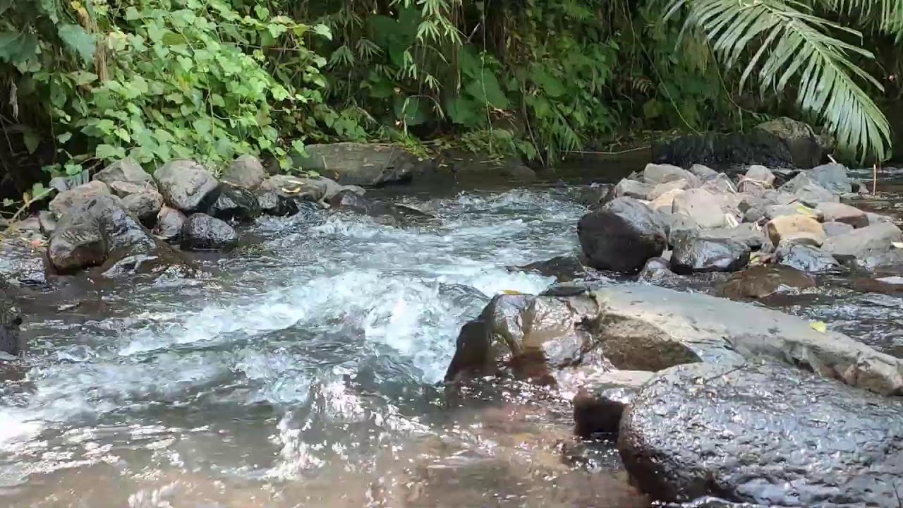 Relaxing River Sound for Study & Focus -  Forest Stream Ambience