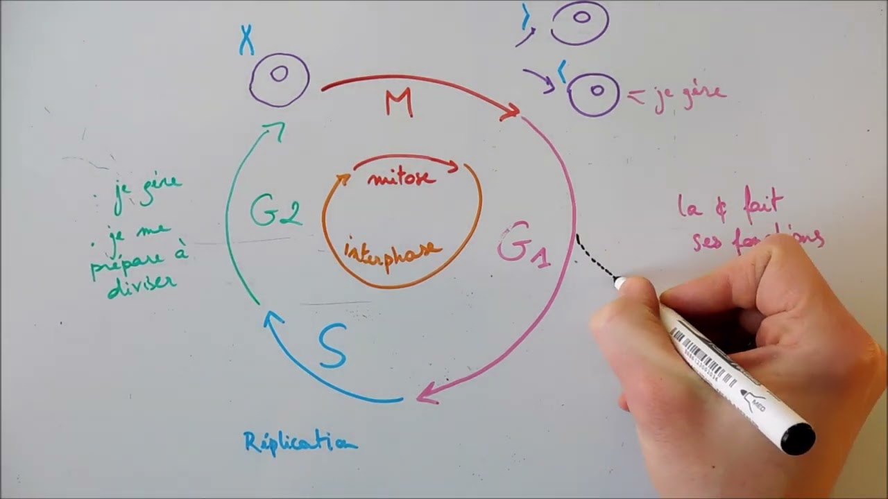 Cycle cellulaire