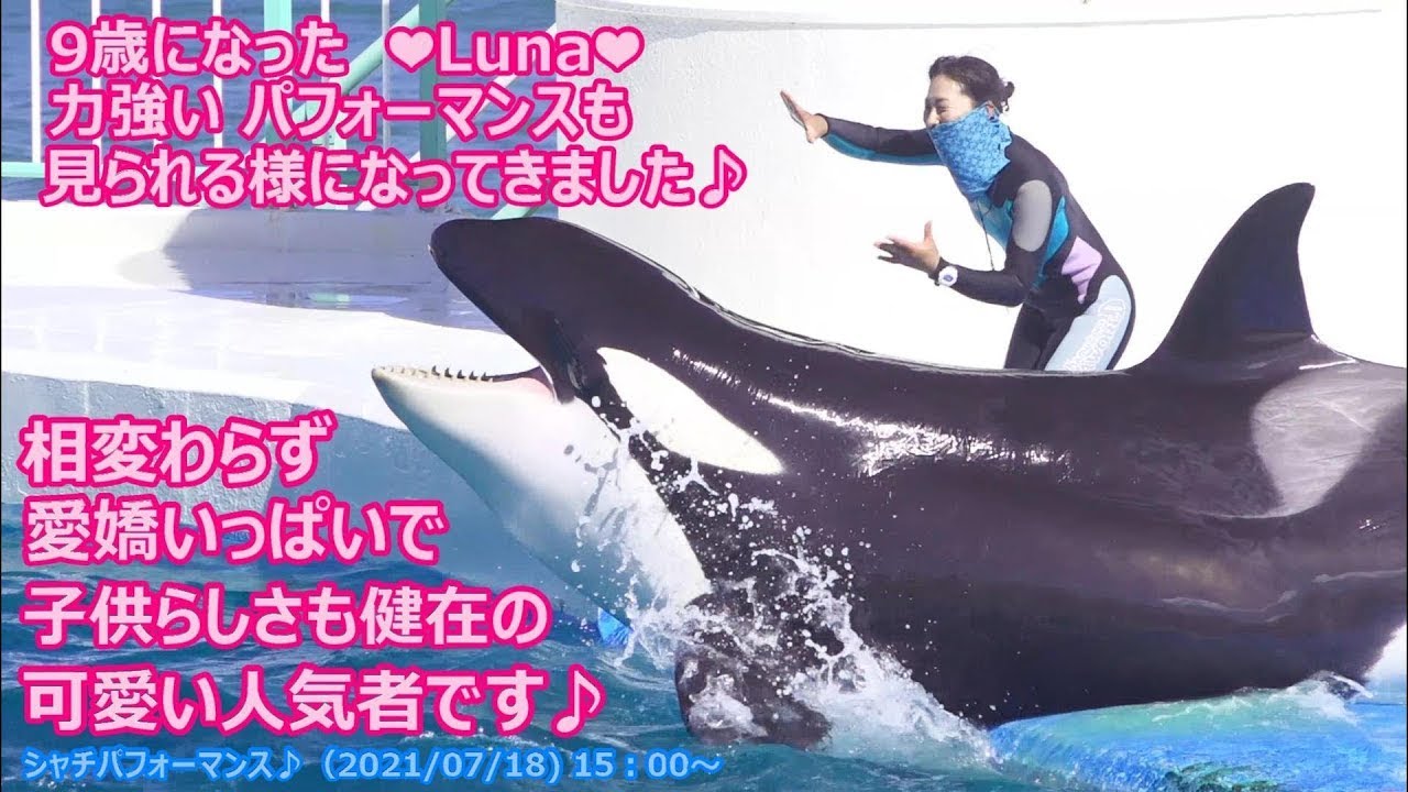 『鴨川シーワールド』シャチパフォーマンス♪（2021 07 18 15：00～ top channel