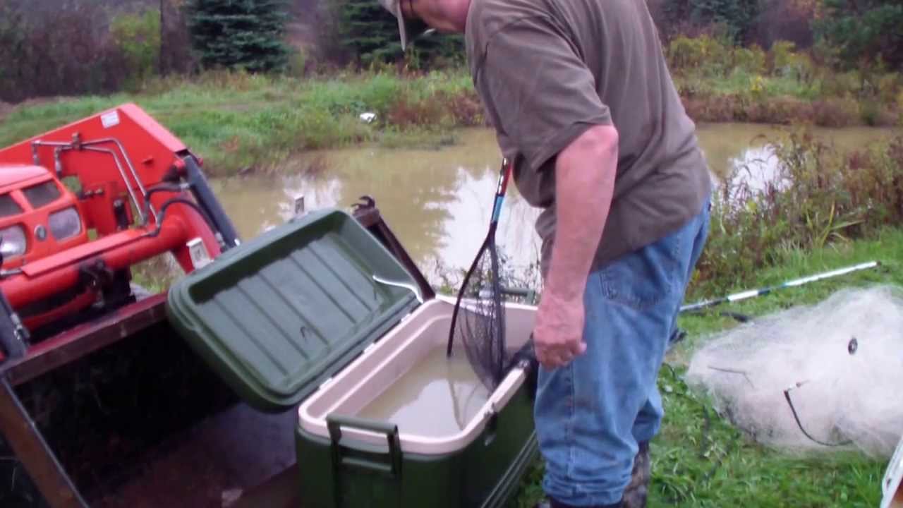 Koi Israeli Carp Gold Fish