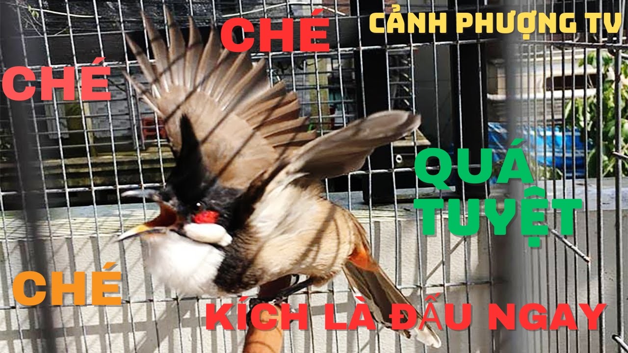 Kích Chào Mào Hót Đấu | Luyện Chào Mào Hót Sáng Kích Bổi Ra Giọng. Chào Mào Kích Trống Hót Căng Lửa