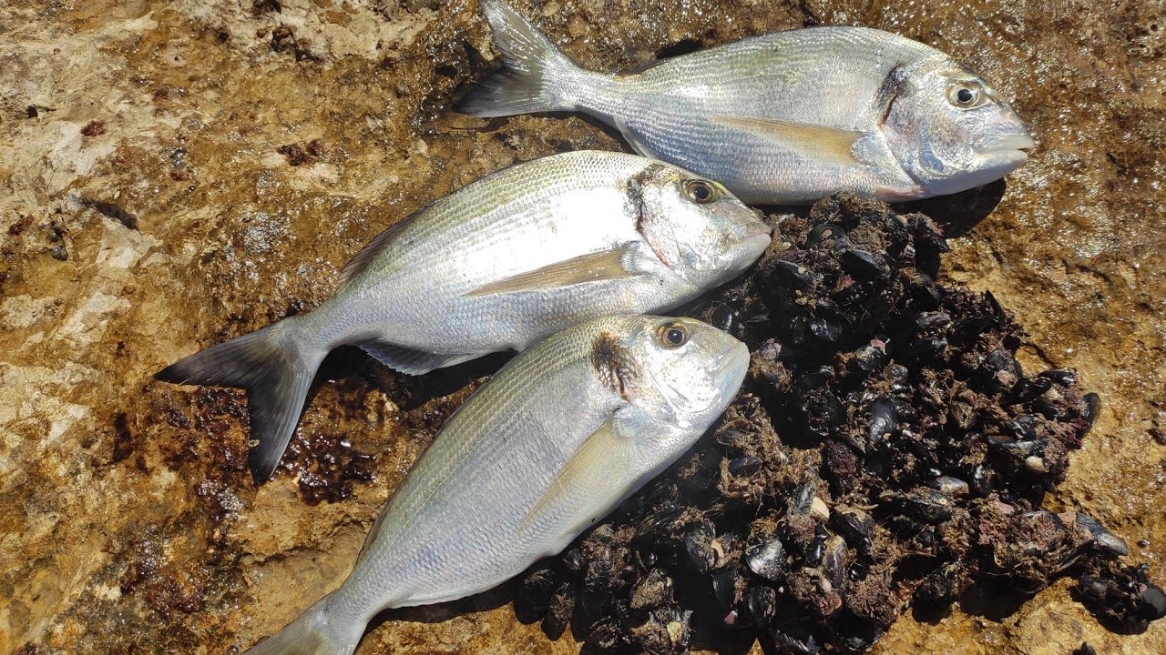 IL MODO PIU NATURALE DI PESCARE... È DARE LE COZZE ALLE ORATE PER MANGIARE