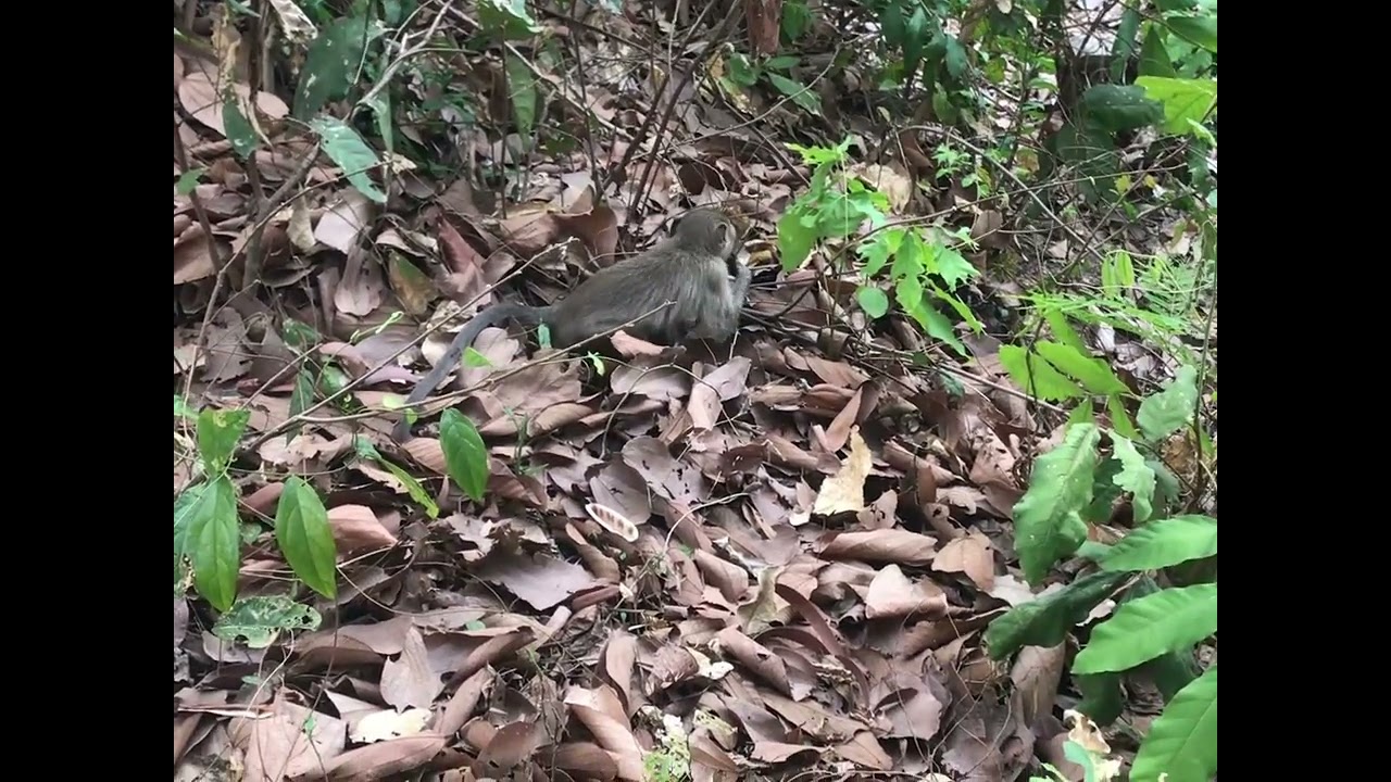 Happy monkey