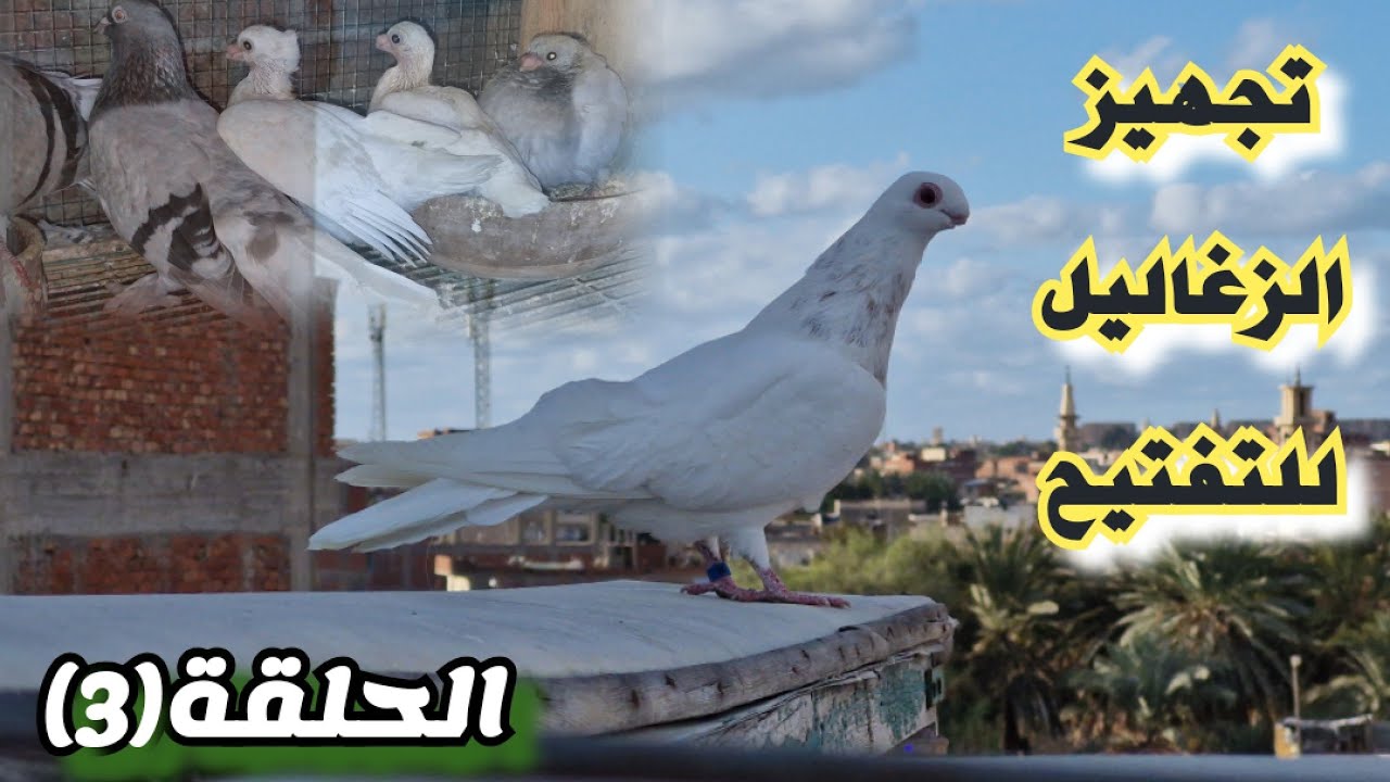 هنعمل اى قبل ما نفتح الزغاليل واخبار السلاكة#التربووابوحازم 