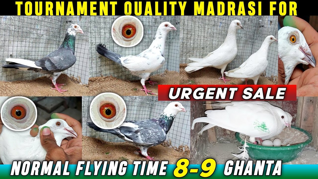 Tournament Quality Arsadline/Magnetline/Kalanka/Dobaz Madrasi Pigeons For Sale|Madrasi Kabootar Sale