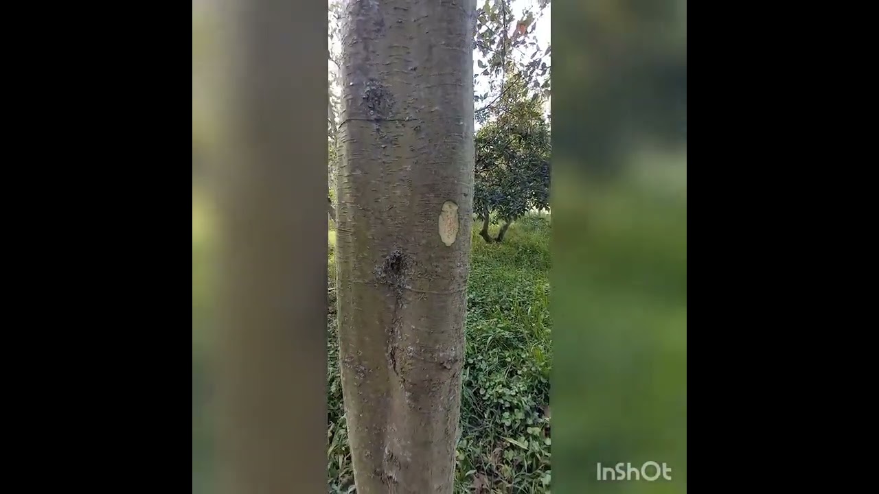 Descripci&oacute;n taxon&oacute;mica de la especie Alnus acuminata.