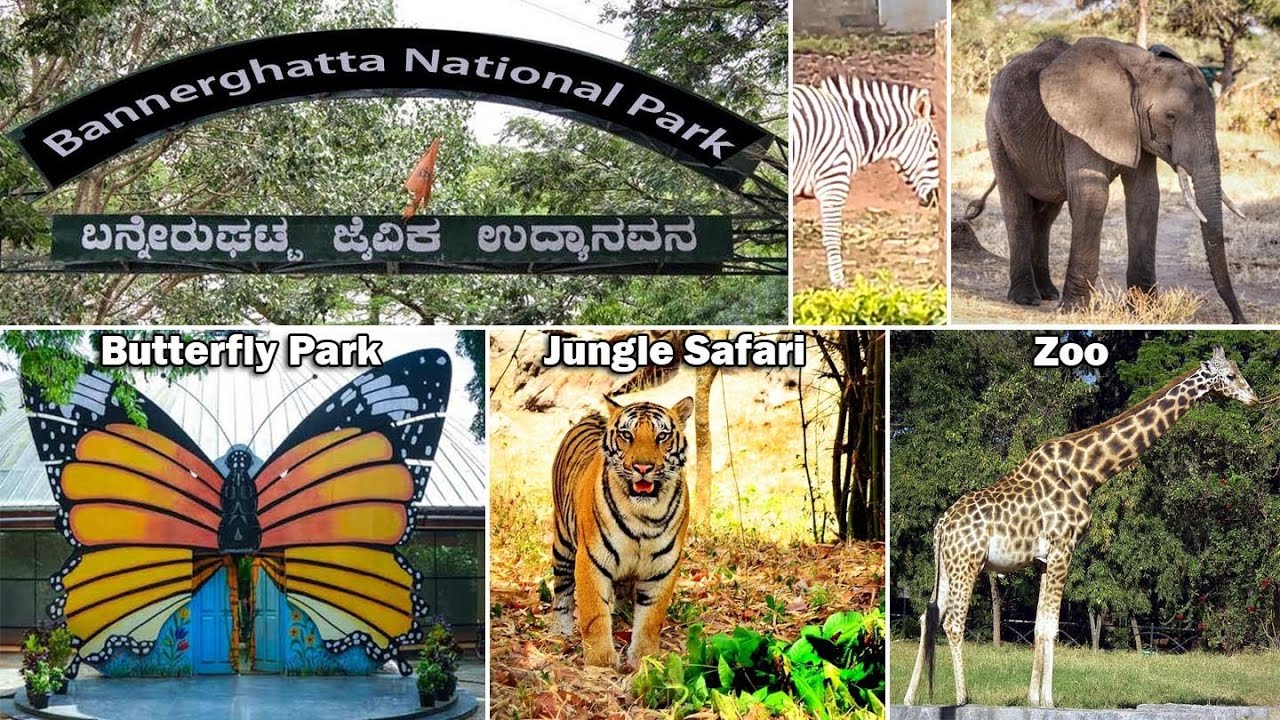Bannerughatta National Park Jungle Safari and Zoo Bangalore | Butterfly Park