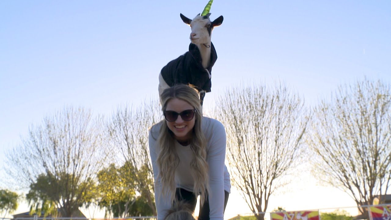 The ORIGINAL Goat Yoga!