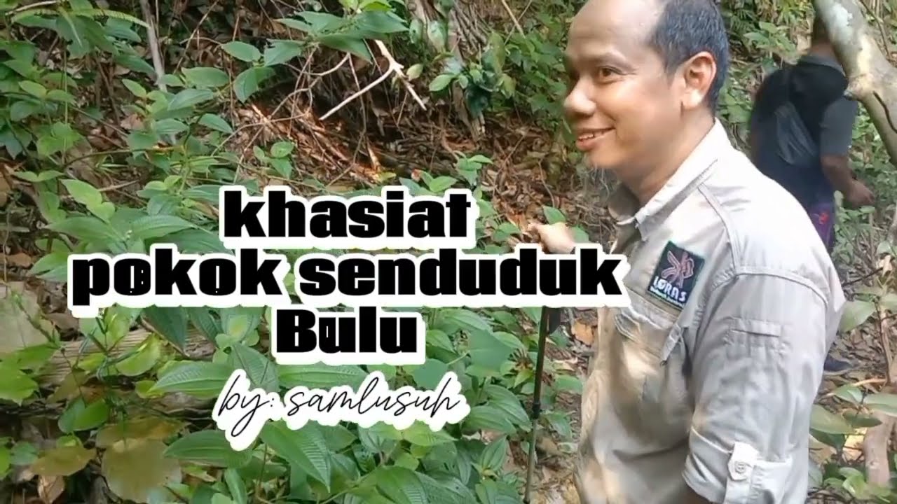 khasiat Pokok Senduduk Bulu (ilmu bushcraft survival)