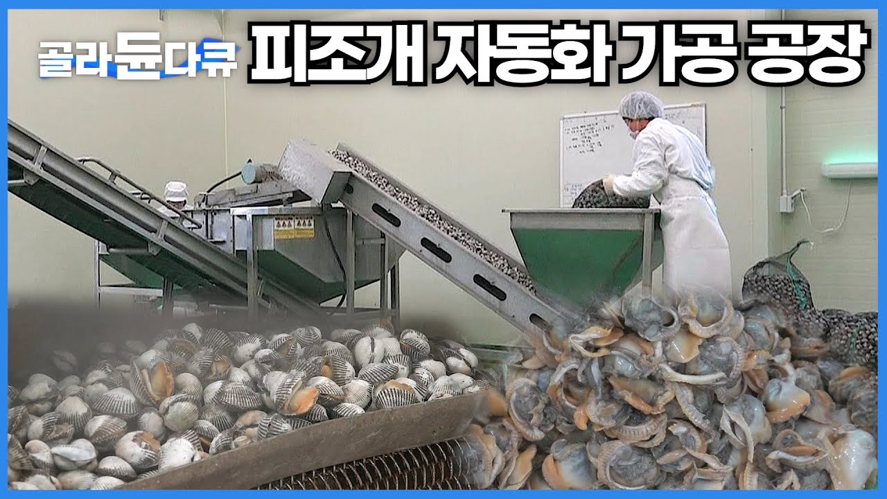 보고만 있어도 신기한 껍질 해체부터 속살 분리까지 자동화 꼬막 가공 공장│한국의 식품공장│korean food factory│극한직업│#골라듄다큐