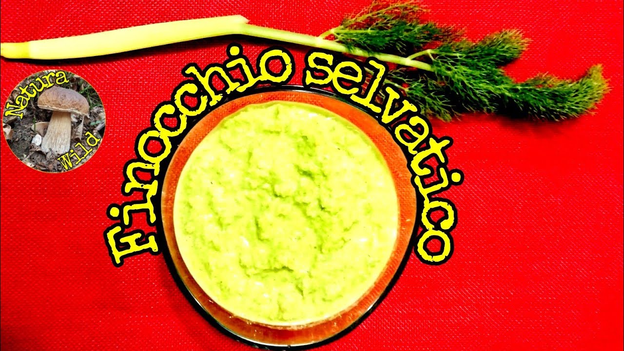 Finocchio selvatico 