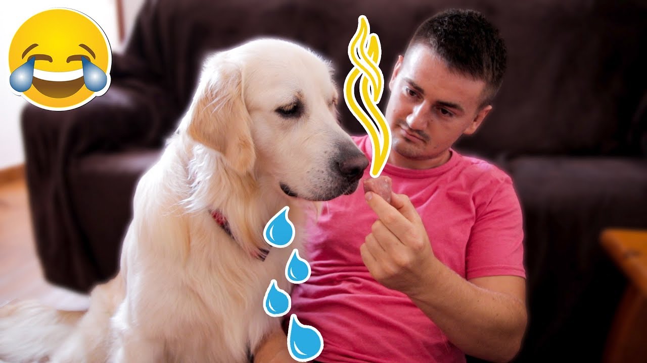 What Does My Dog Do When I Give Him Sniff Different Smells