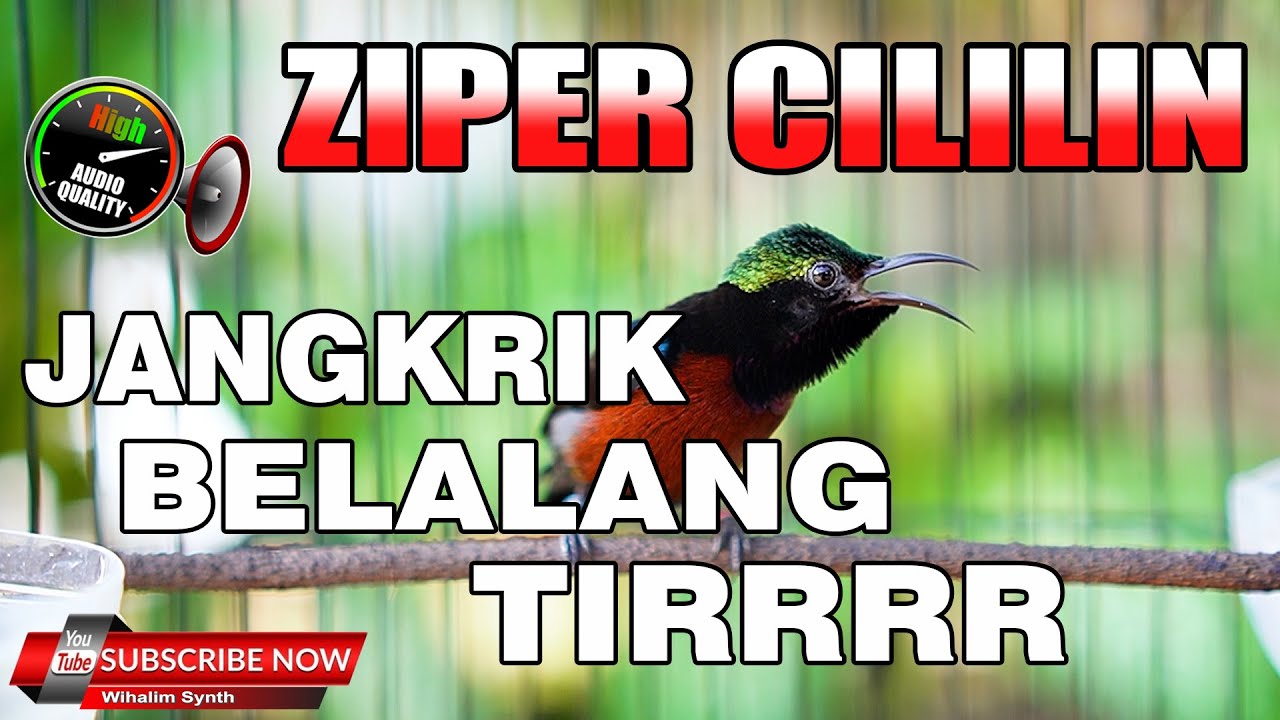 KONIN GACOR FULL ISIAN CILILIN ZIPER KASAR BELALANG MANTAP UNTUK PANCINGAN MASTERAN KOLIBRI NINJA