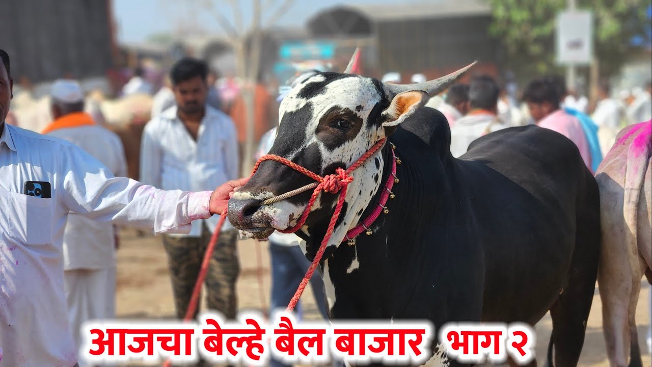 आजचा बेल्हे बैल बाजार,,दि-‌16/03/2026…Belhe Bail Bajar..Bail Bazar Belhe...#Belhe