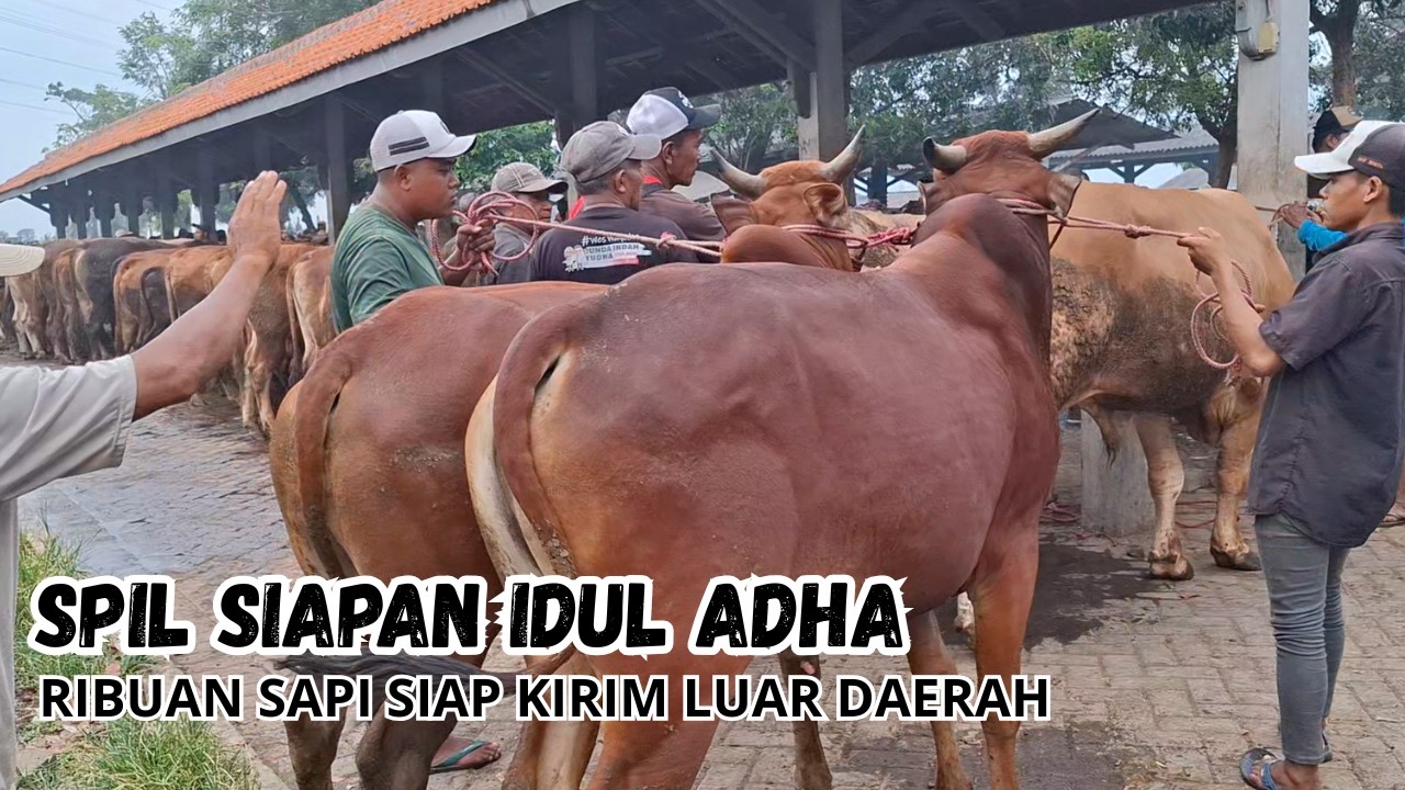 SPIL  JANTAN SIAPAN HARI RAYA IDUL ADHA  DI PASAR HEWAN WONOASIH