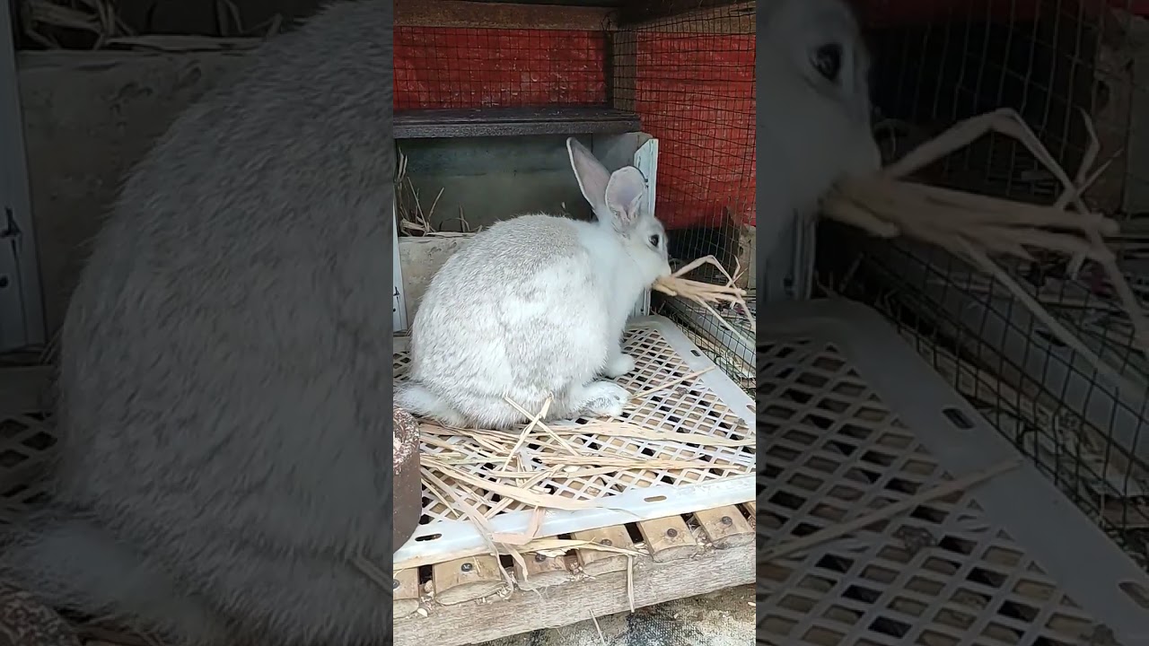 induk kelinci proses pembuatan sarang #shorts #rabbit #kelinci #bunny #cute #animals