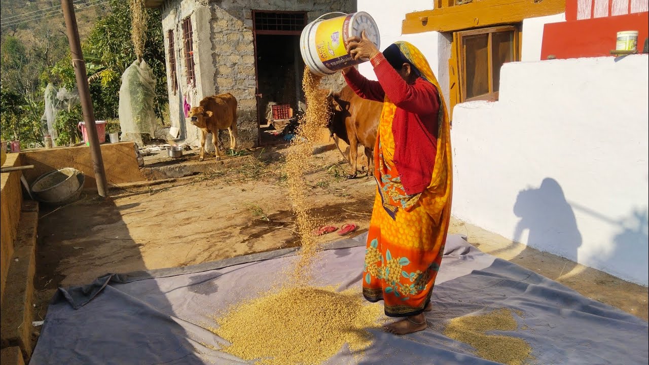 कल को बसंत पंचमी प्रकृति के साथ साथ हमारे गांव की दिनचर्या होली शुरुआत 