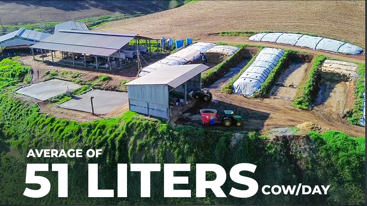11,000 lb (5,000 liters) of milk per day with 103 cows – Nono Emílio Farm 🇧🇷