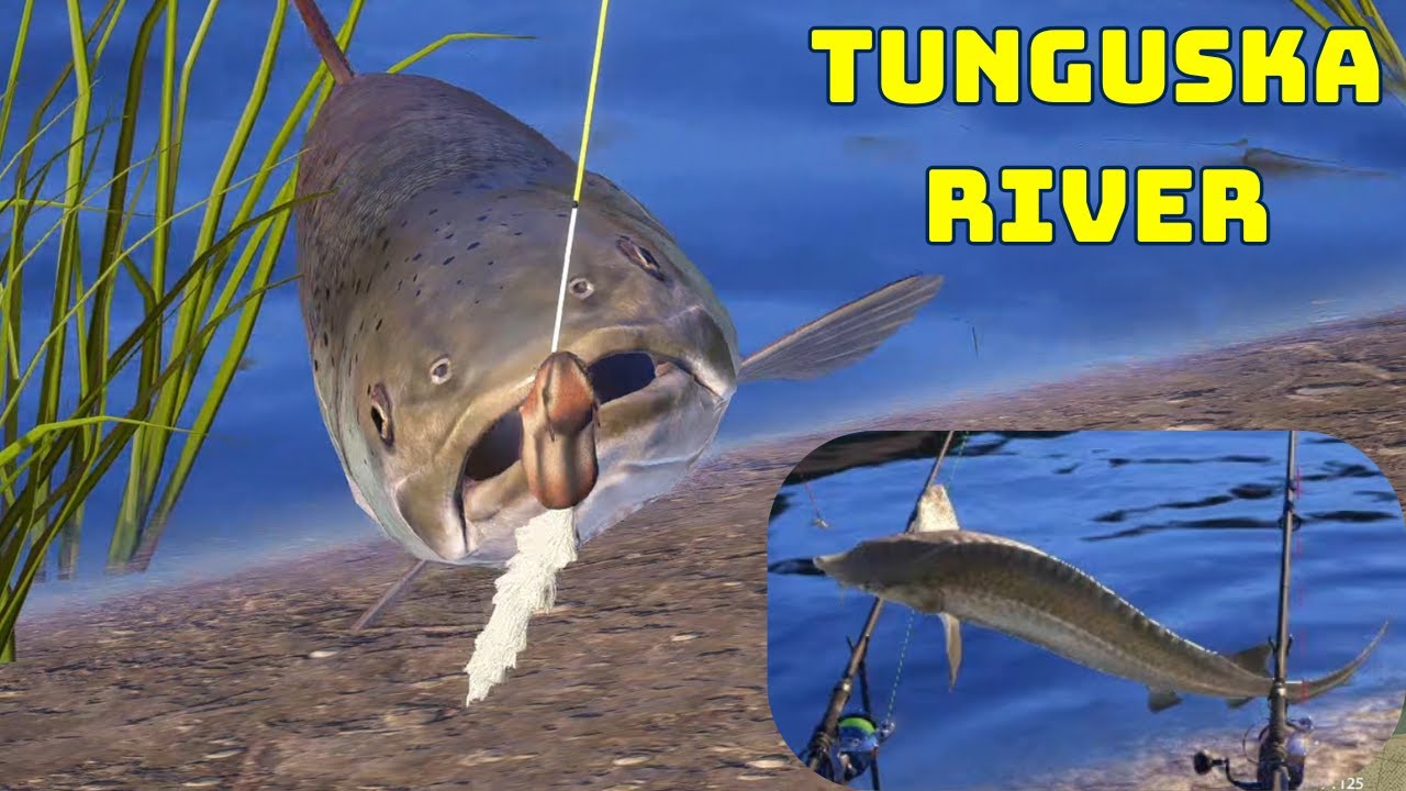 Taimen Tajmień & Sturgeon Jesiotr Tunguska River  Russian Fishing 4 #mjplay