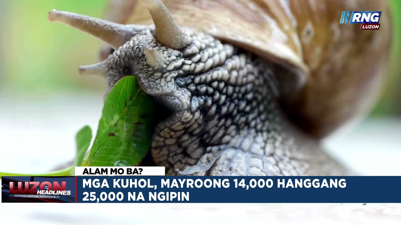 Mga kuhol mayroong 14,000 hanggang 25,000 na ngipin | Alam Mo Ba?