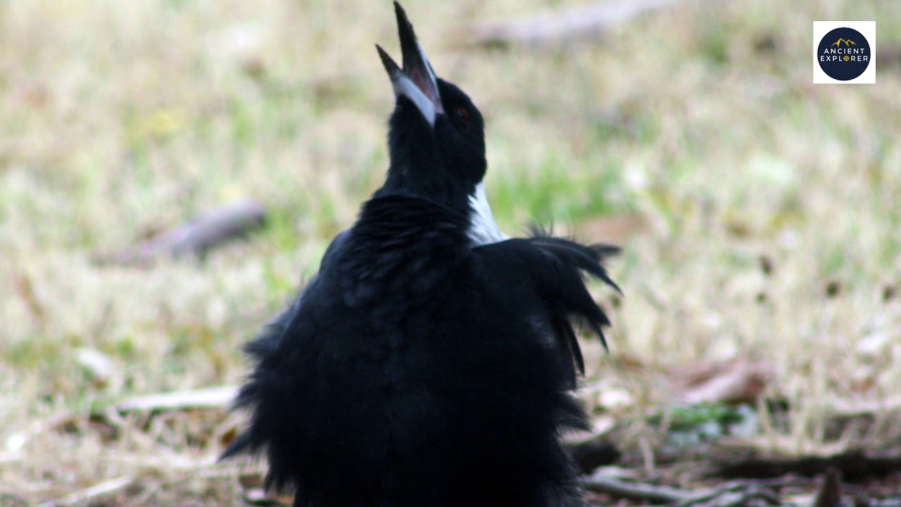 Journalling in a Phenology Wheel